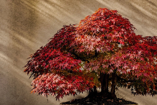 National Bonsai Foundation Concludes Operations, Gifts Endowment to PBE and Others.