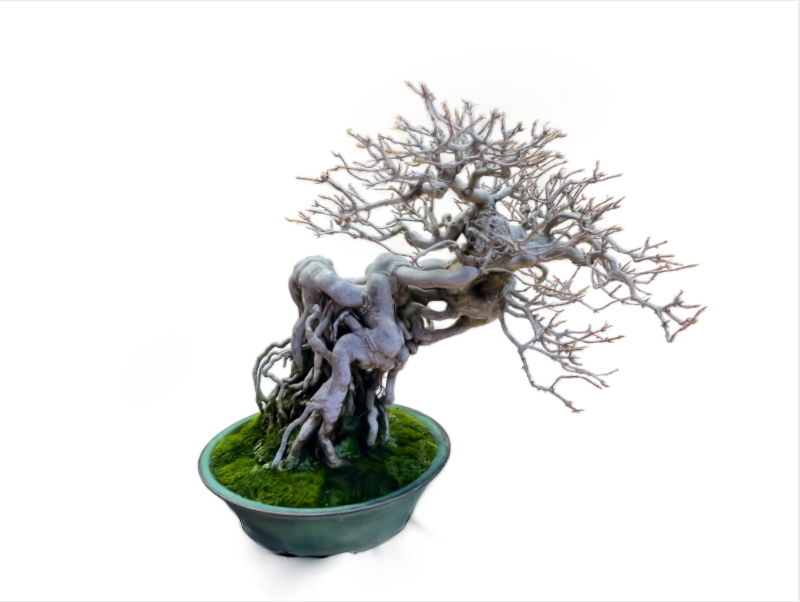 PBE 2024 3D Scanned Images  Pacific Bonsai Expo